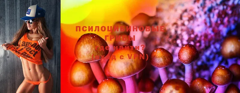 Галлюциногенные грибы Psilocybe  Краснотурьинск 